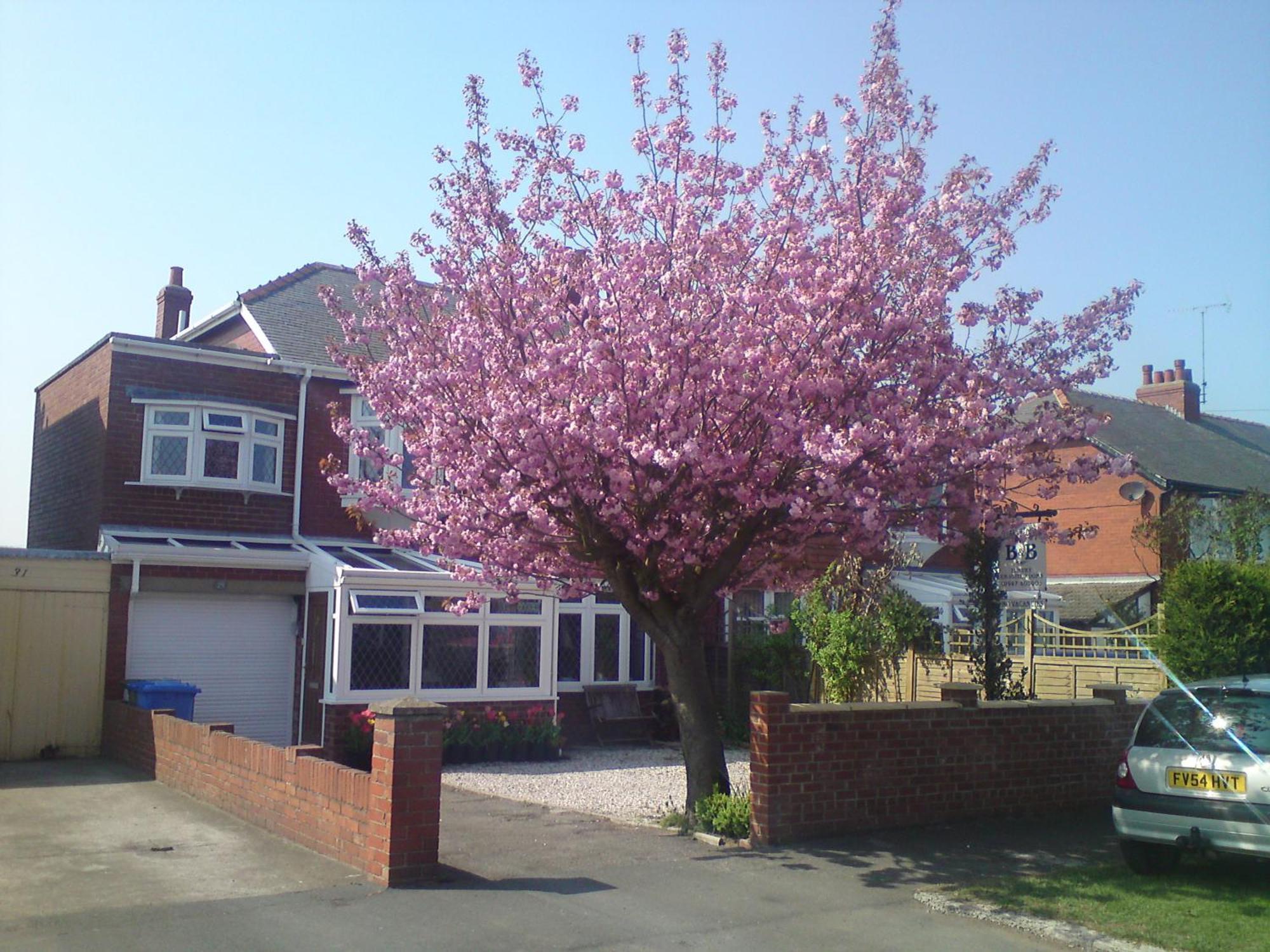 Cherry Blossom Guest House Whitby Dış mekan fotoğraf